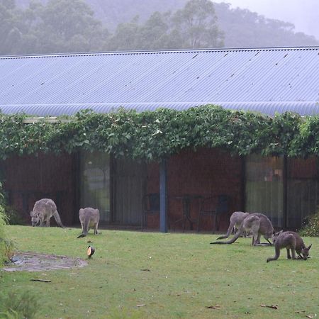 Kookaburra Motor Lodge Halls Gap Exterior photo