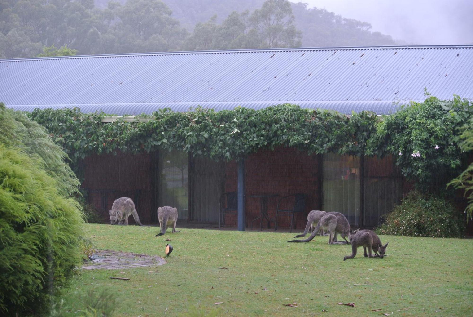 Kookaburra Motor Lodge Halls Gap Exterior photo